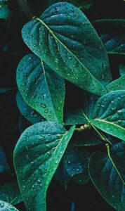 leaves, raindrops, plants