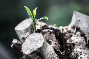 grow, leaves, trunk, plant, nature, growing, environment, natural, garden, young, botany, new, environmental, leaflet, spring, growth, green, sprout, beginning, bud, care, season, leaf, life, small, gardening, fresh, macro, grow, grow, growing, environmental, growth, sprout, sprout, sprout, sprout, sprout, beginning, beginning, life