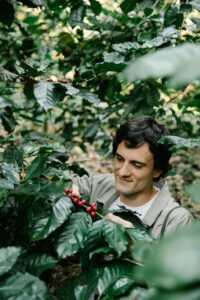 A farmer carefully picks ripe coffee cherries on a lush plantation.